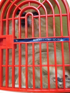 ����A���