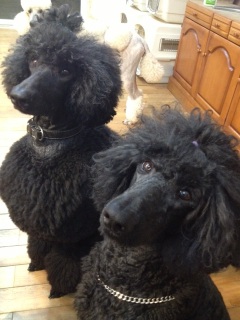 ����Ƃ���