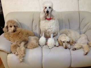 �g���v���́A