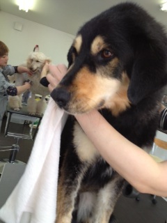 ���������(((o(*߁��*)o)))